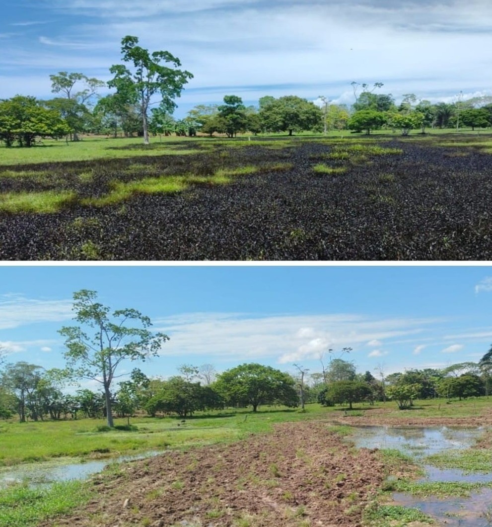 Bioremediación de hidrocarburos — MicroHéroes
